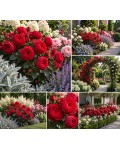 Роза чайно-гибридная спрей Ред Пиано|Hybrid Tea Spray Rose Red Piano|Троянда чайно-гібридна спрей Ред Піано 